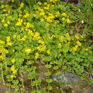 creeping jenny